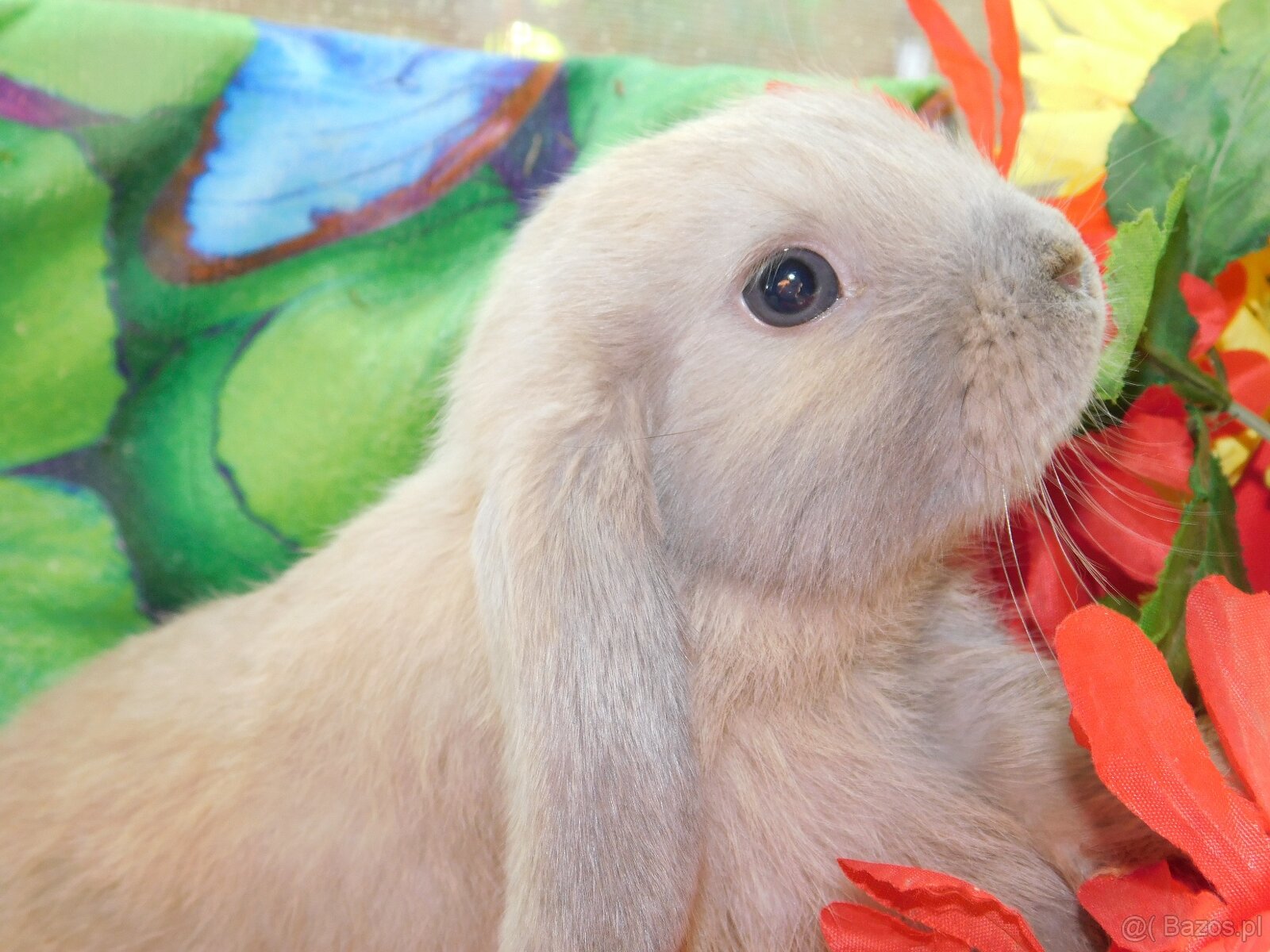 Baranki beżowe mini lop - 2