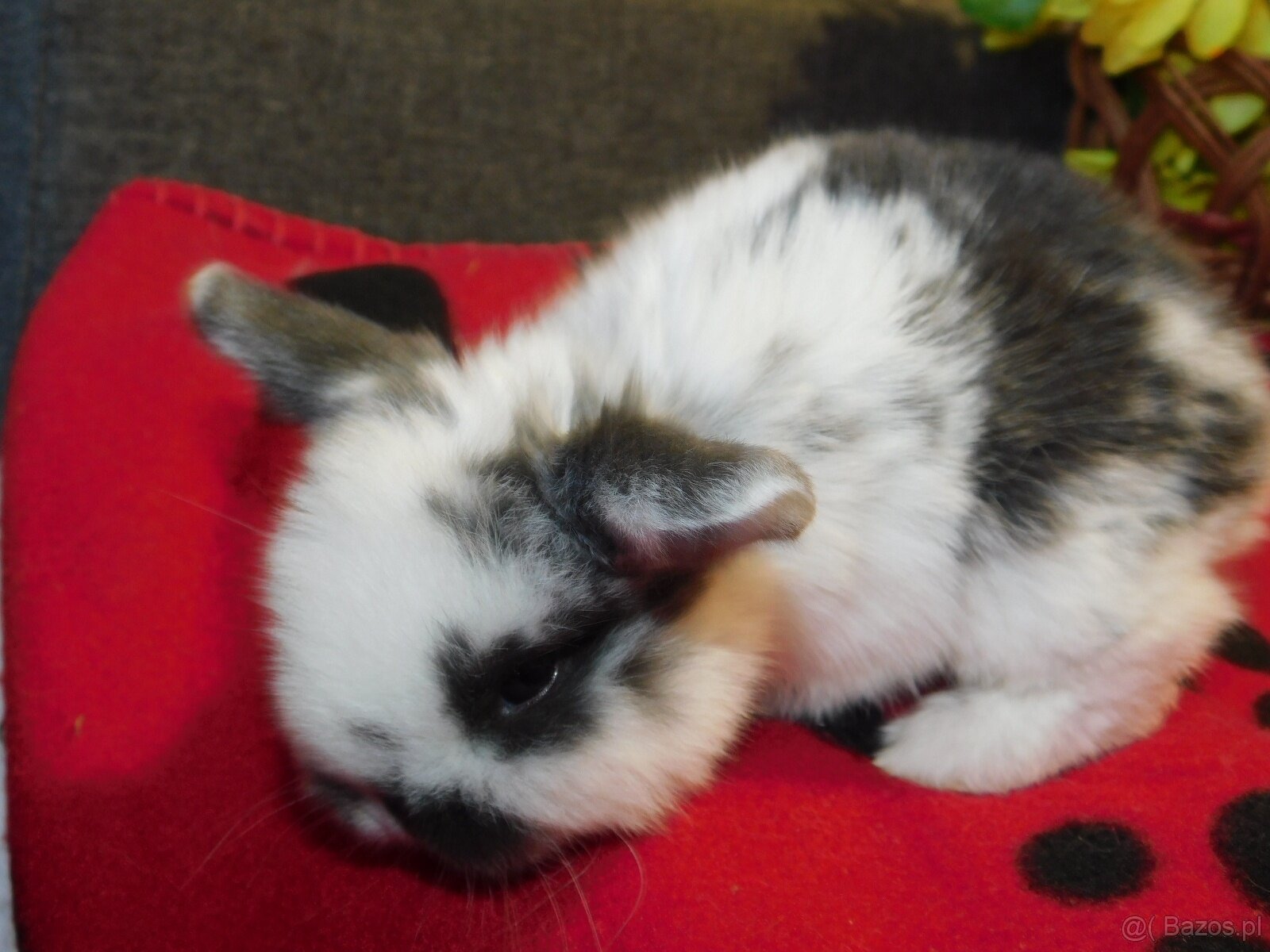 Białe króliczki z ciemną obwódką wokół oczu - 2