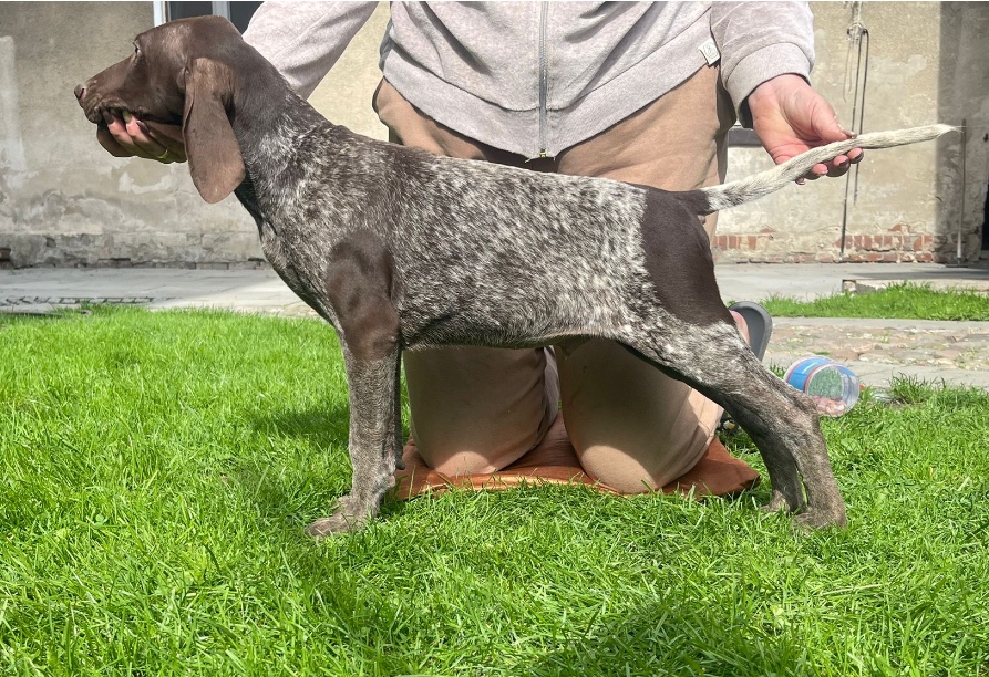 Szczeniaki wyżła niemieckiego krótkowłosego - 2