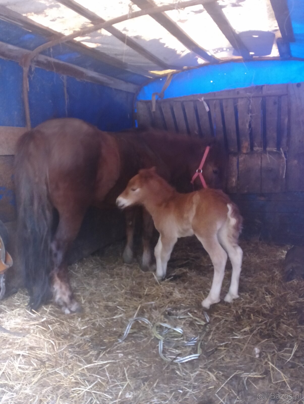 Hucul x Shetland - 2