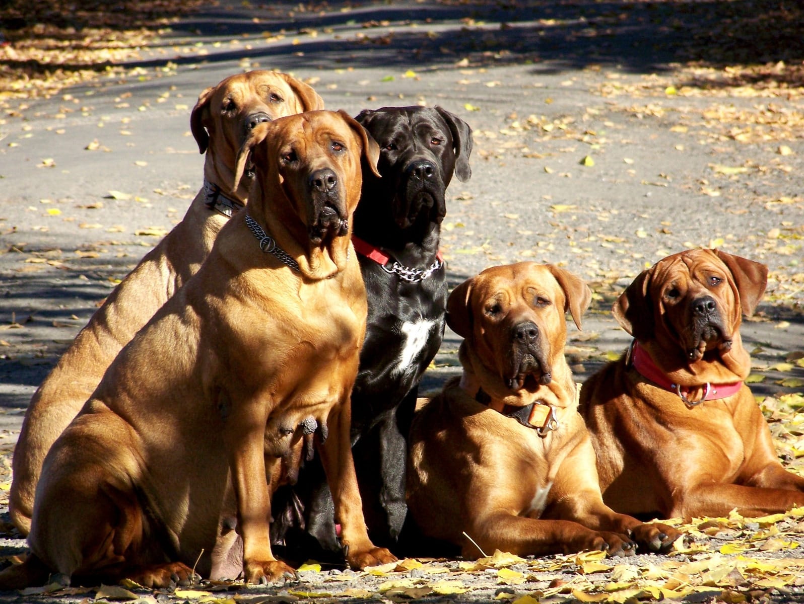 Tosa inu - piękny pies o rzadkim czarnym umaszczeniu z rodow - 2