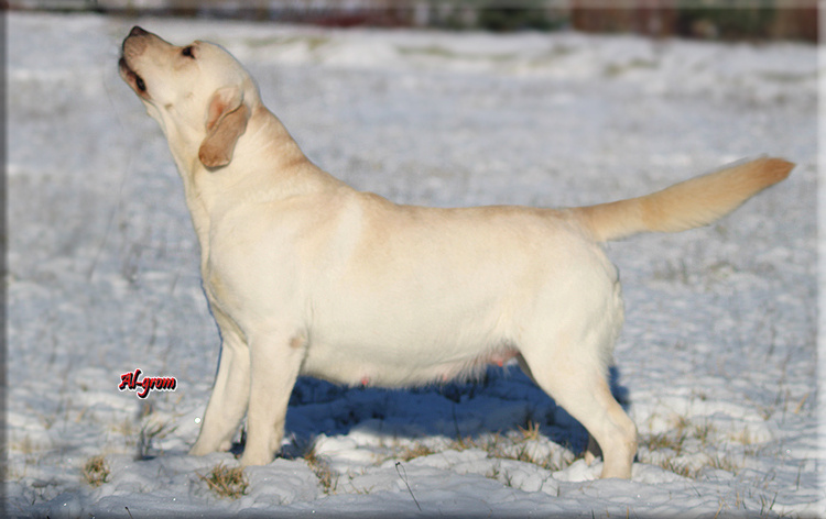 Labrador Retriever dorosła suka FCI ZKwP - 2