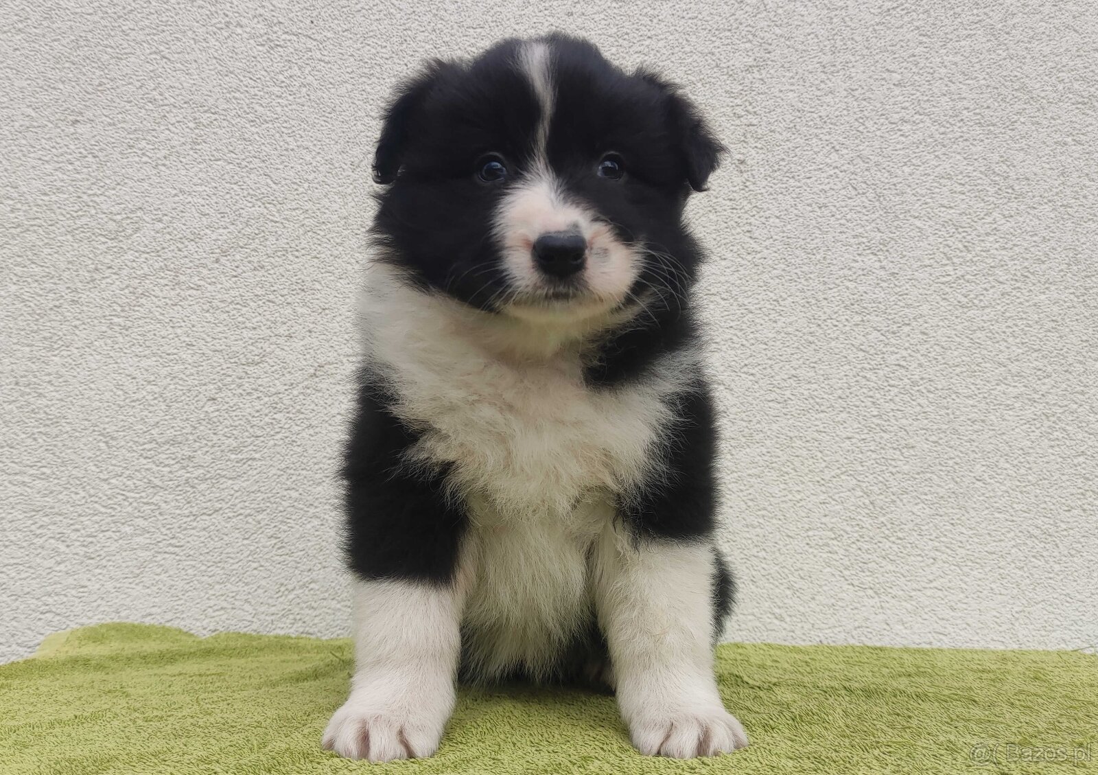 PIĘKNA Suczka BORDER COLLIE z Hodowli - Rasowa z pełną dok. - 2