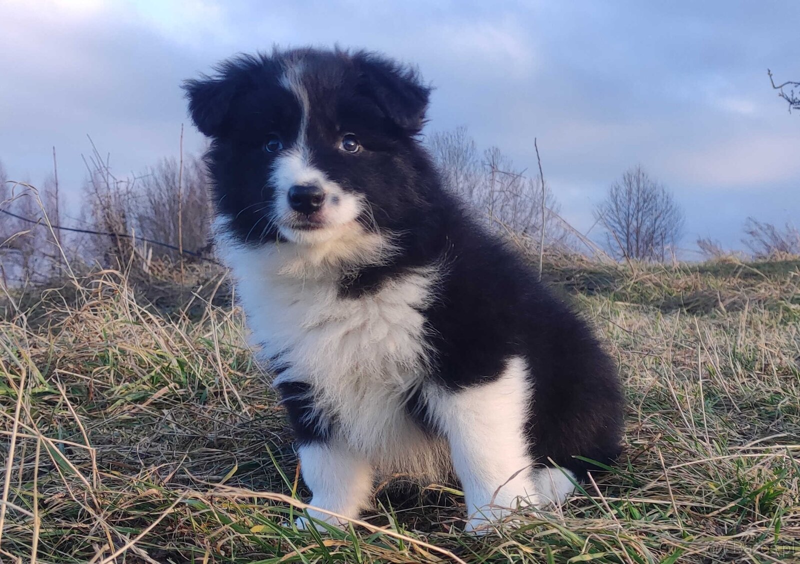 PIĘKNA Suczka BORDER COLLIE z Hodowli - Rasowa z pełną dok. - 2