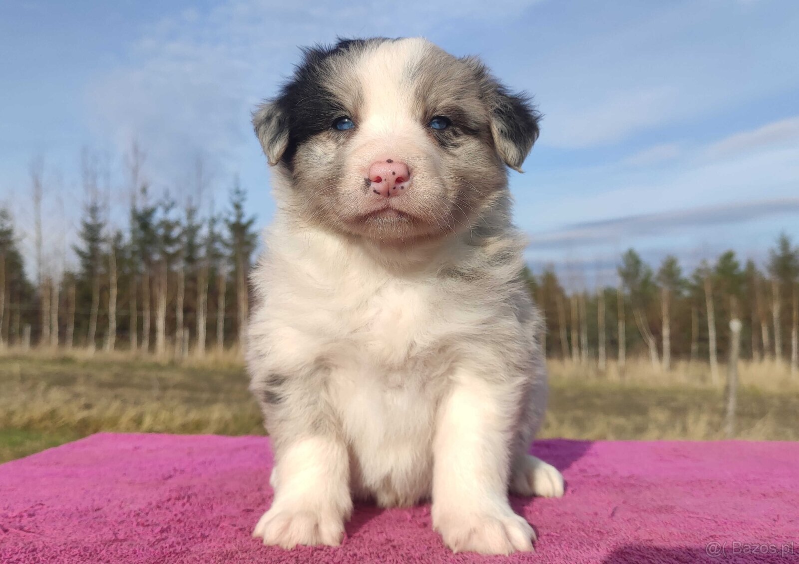 Szczenię BORDER COLLIE z Hodowli - Rasowy pies z pełną dok. - 2