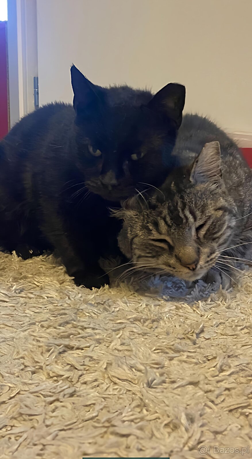 Mamba i Maurycy mama i synek szukają domu - 2