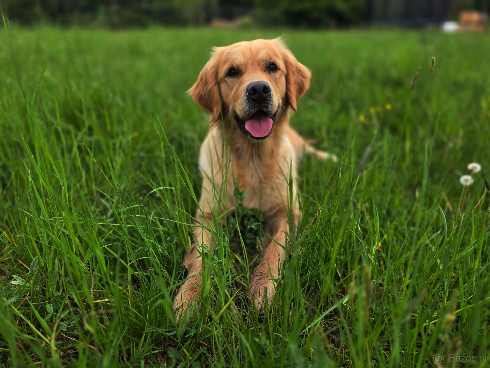 GOLDEN RETRIEVER-ciemnozłote i złote , ZKwP/FCI - 2