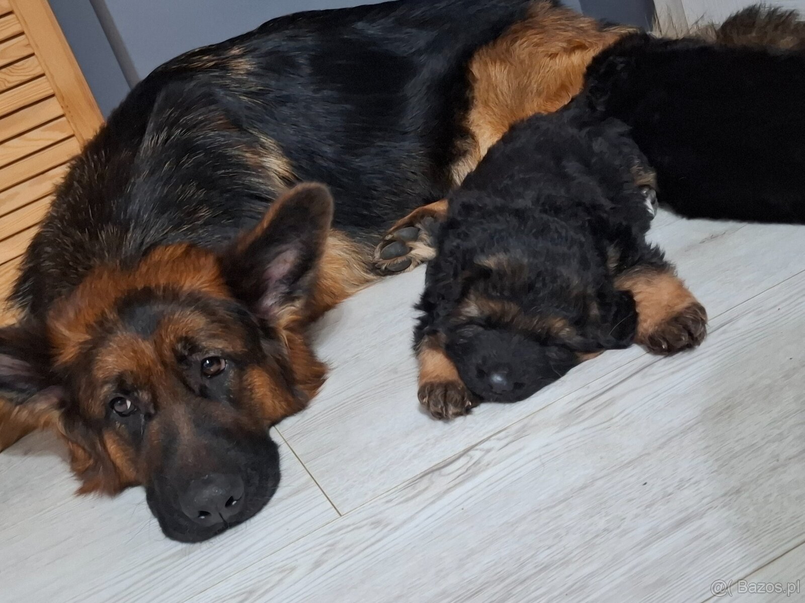 Szukam domu dla 2 szczeniaków owczarka niemieckiego - 2