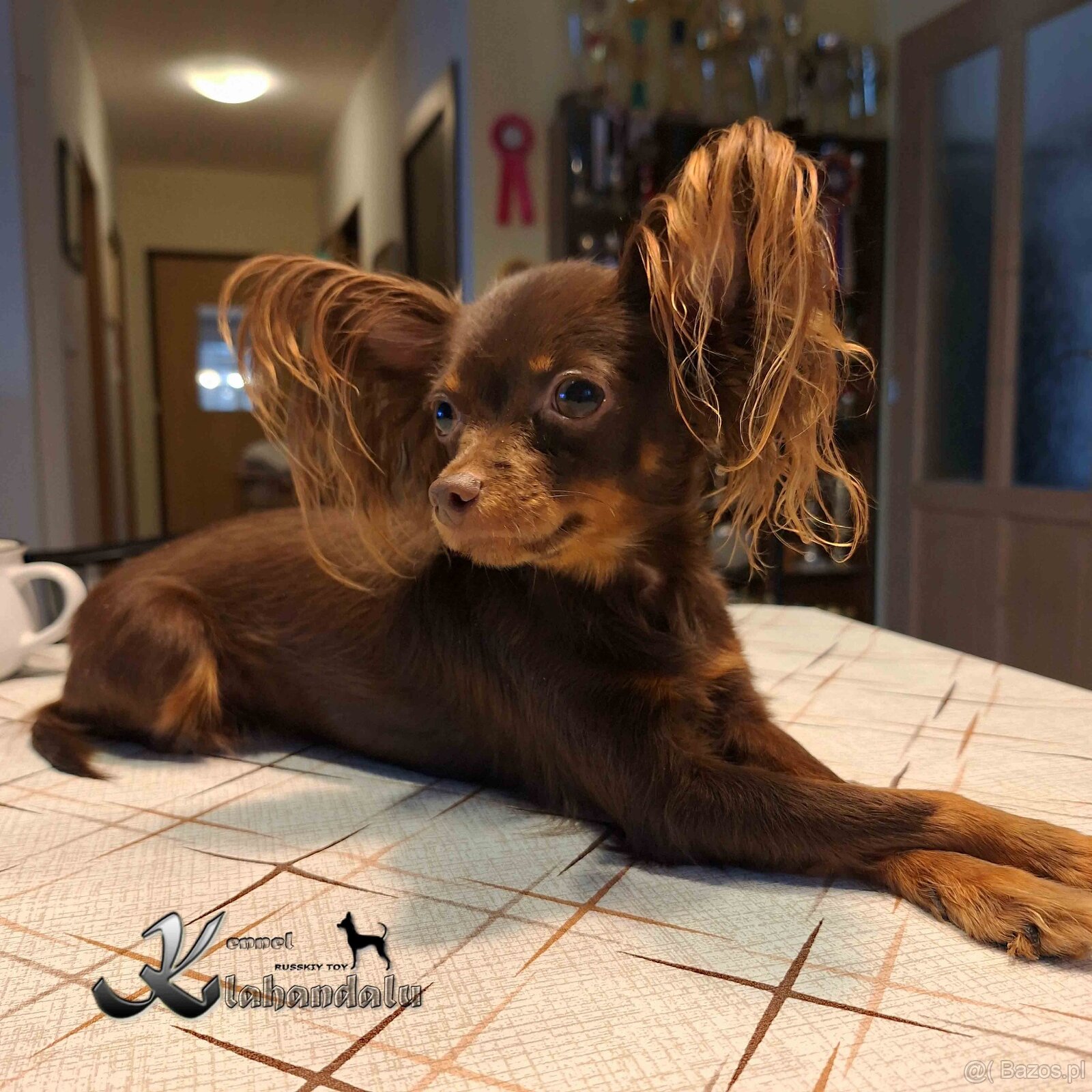 Toy rosyjski - suczka z dokumentami FCI - 2