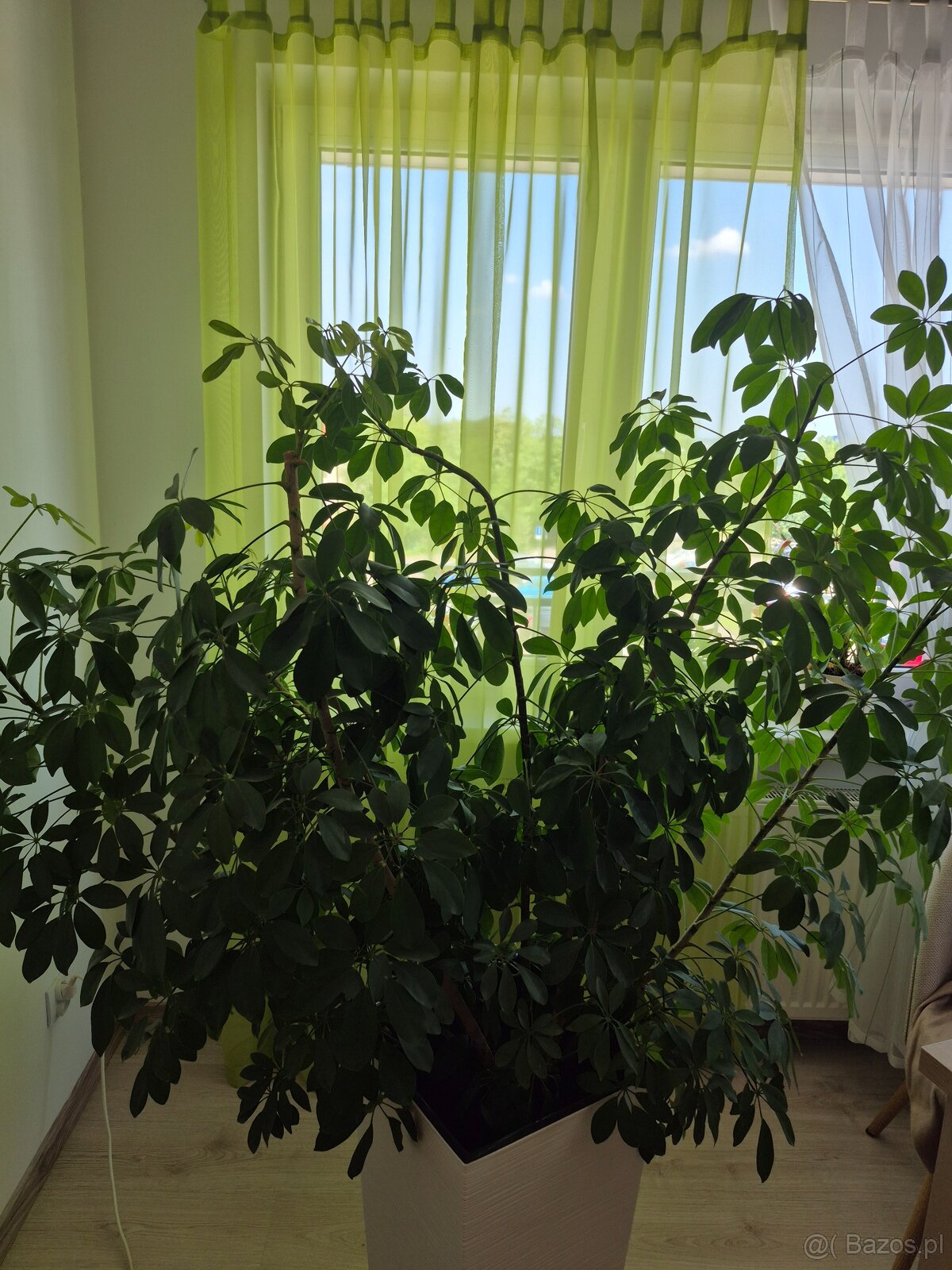 Piękna Duża Szeflera - 2