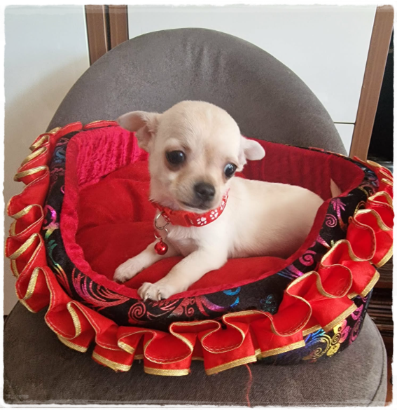 Chihuahua śliczny kremowo biały piesek - 2