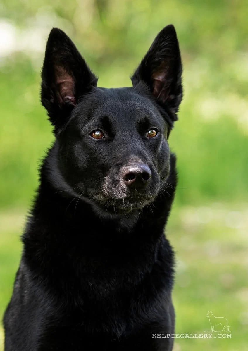 Australian kelpie - 2
