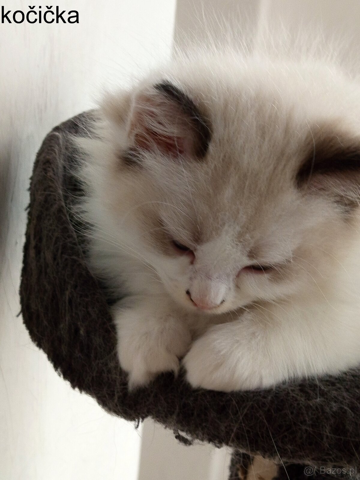 Ragdoll koťátka - 2