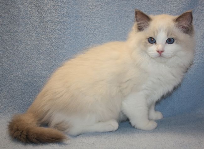 RAGDOLL koťátka: - 2