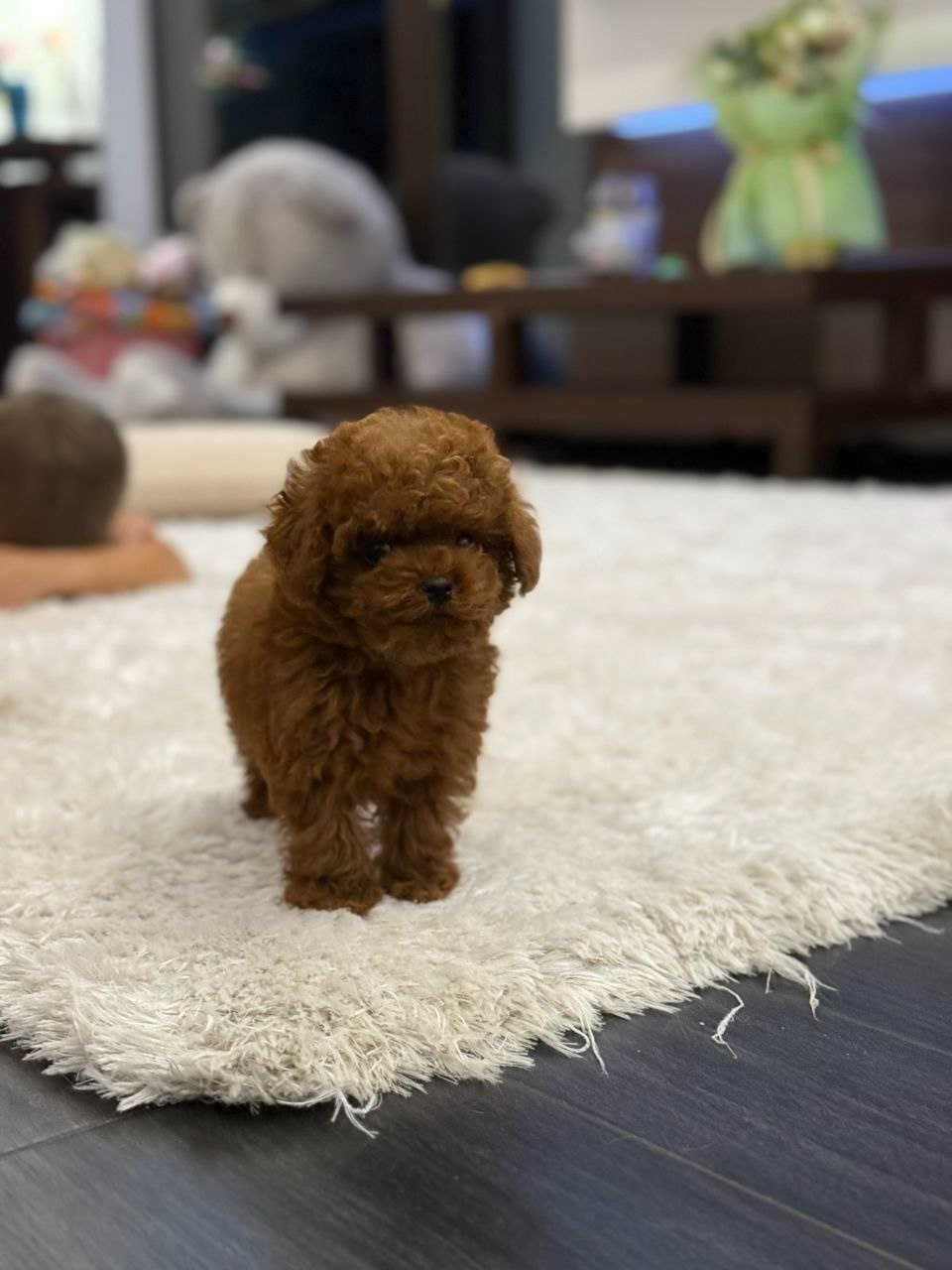 szczenię toy pudla z chińskiej linii - 2