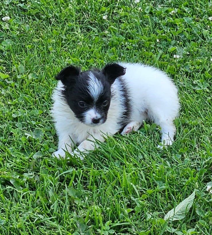 Spaniel Kontynentalny - Papillon - 2