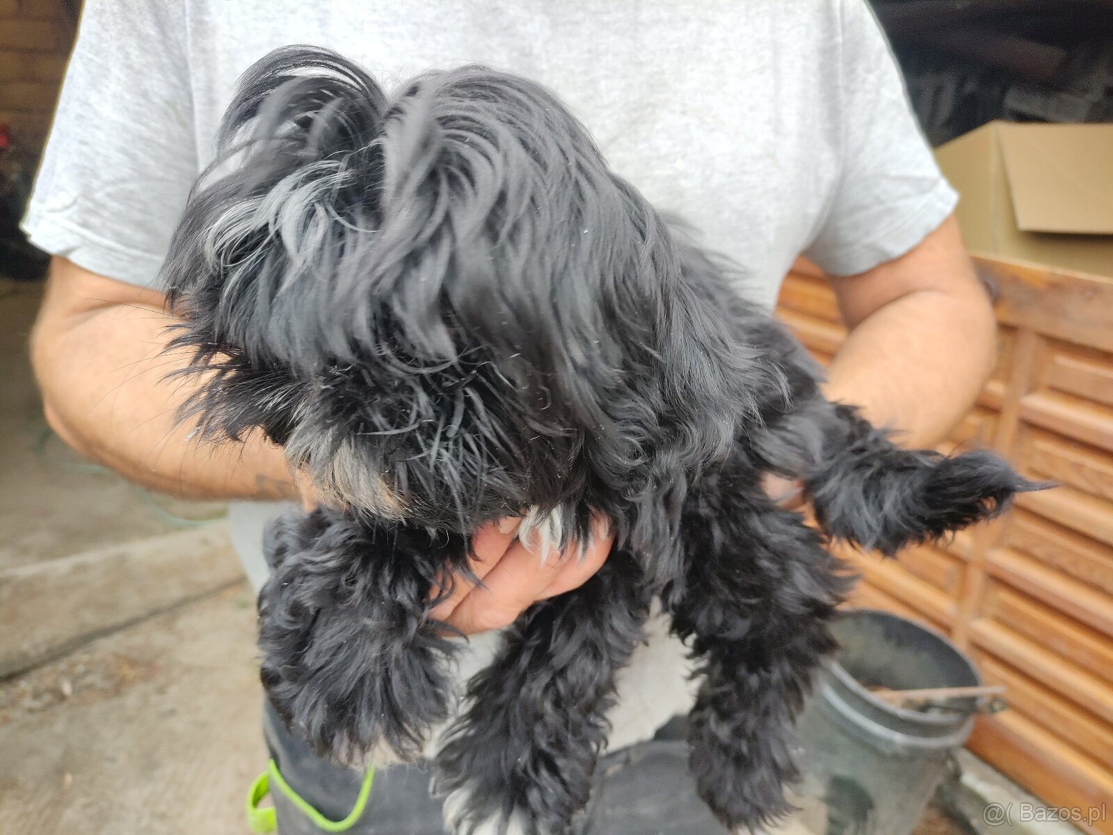 Suczka Shih-tzu - 2