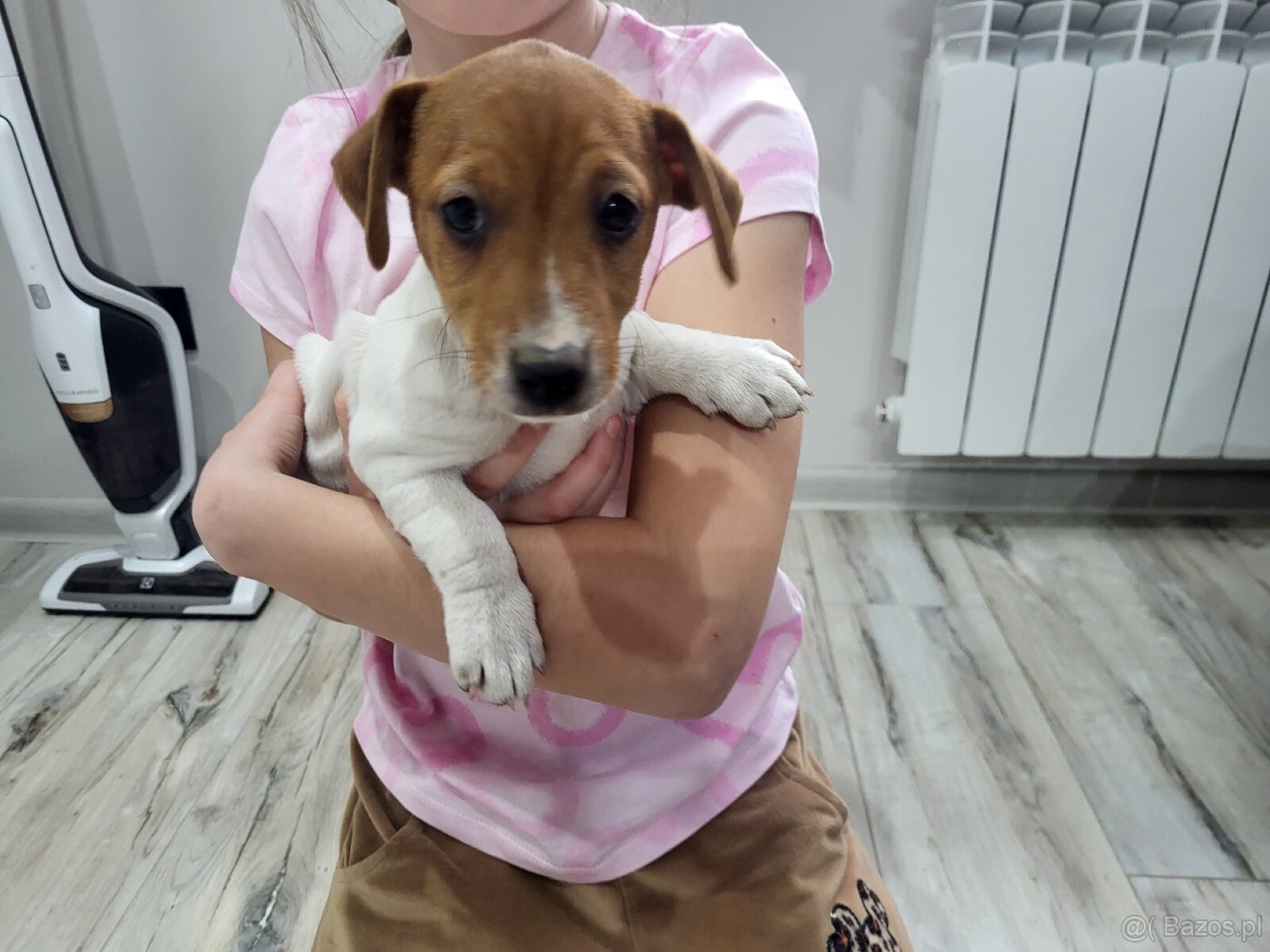 Jack russell terrier - 2