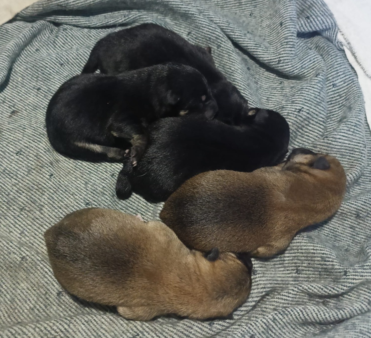 Shiba Inu + Nowy miot + Rezerwacja szczeniąt - 2