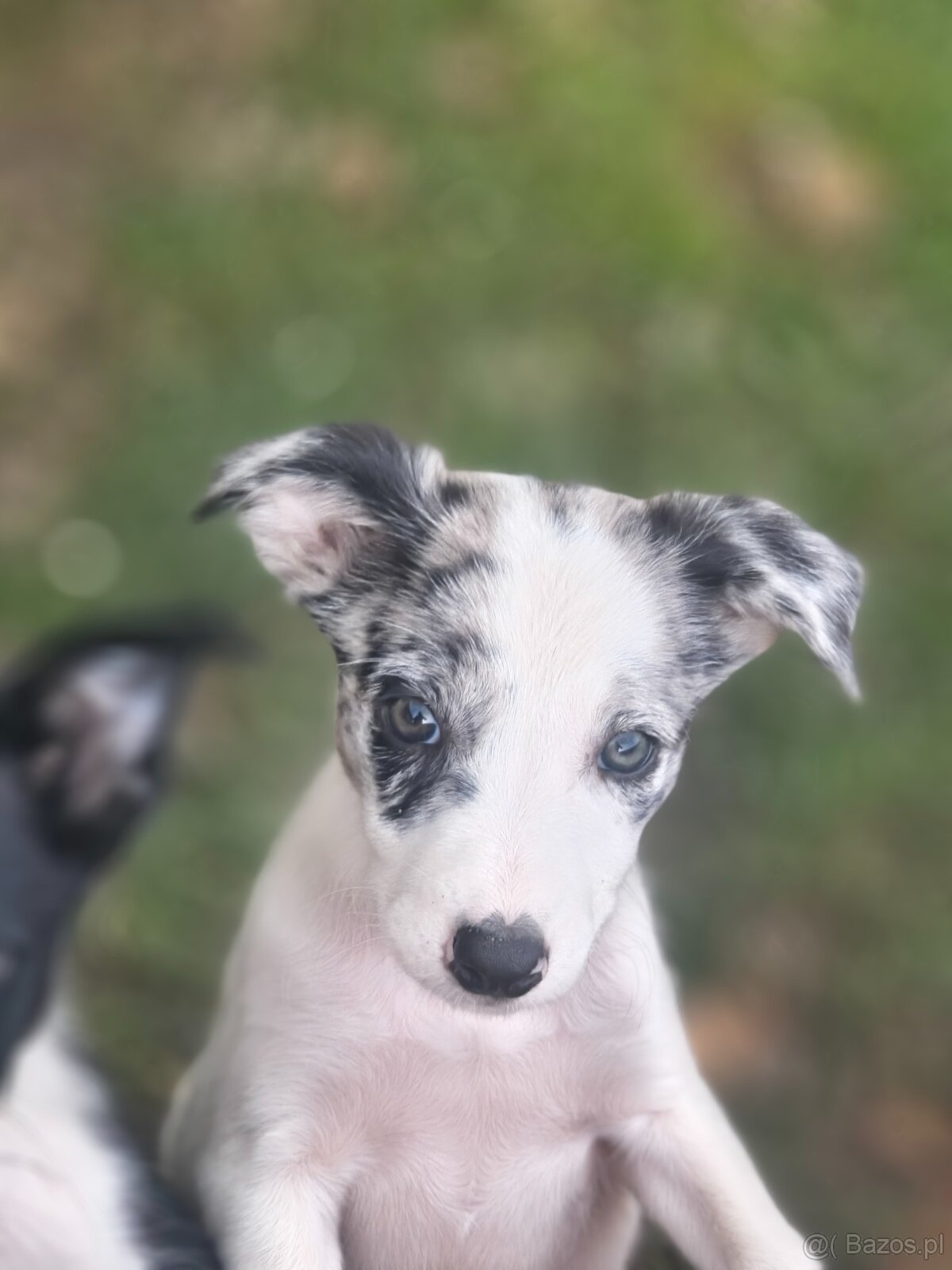 Border collie - 2