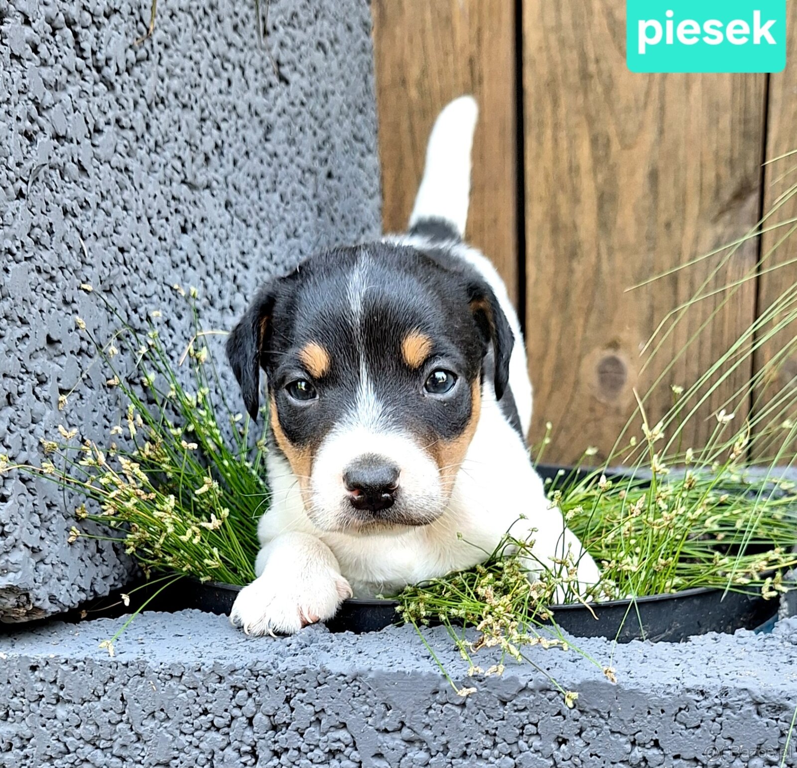Parson Russell Terrier ZKwP FCI - 2