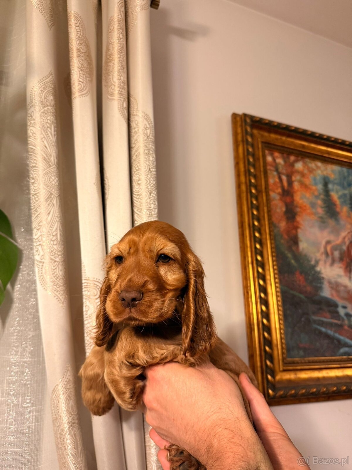 Wspaniała suczka Cocker Spaniel - 2