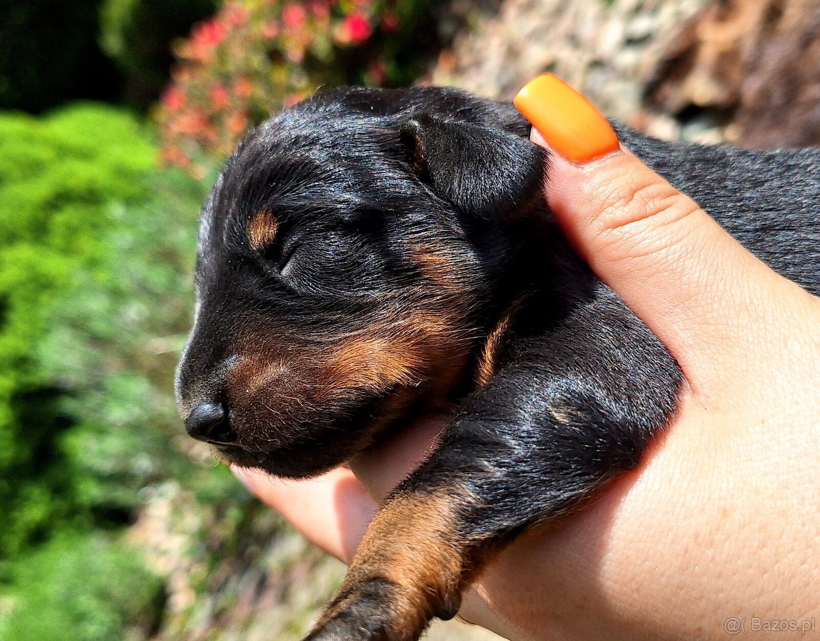 Gończy Słowacki KOPOV ZKwP FCI - 2