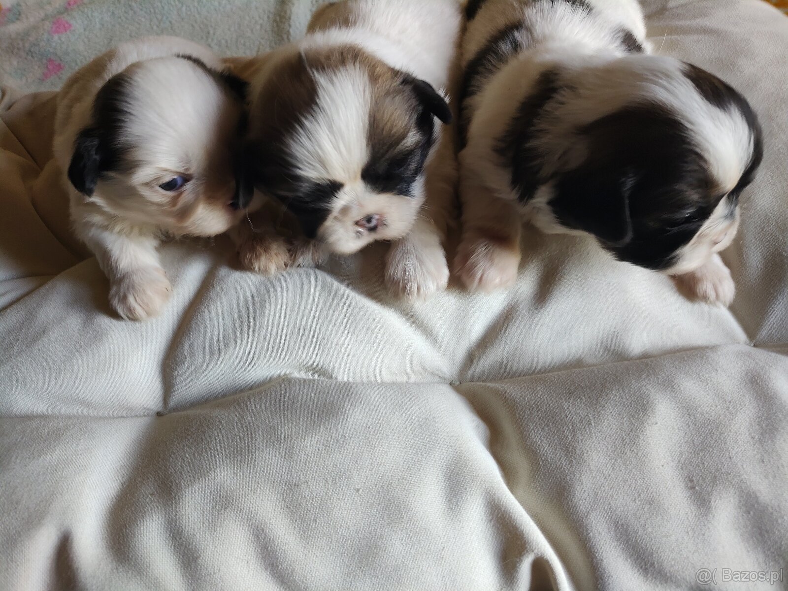 Suczki mieszanka (shih-tzu-pekinczyk) - 2