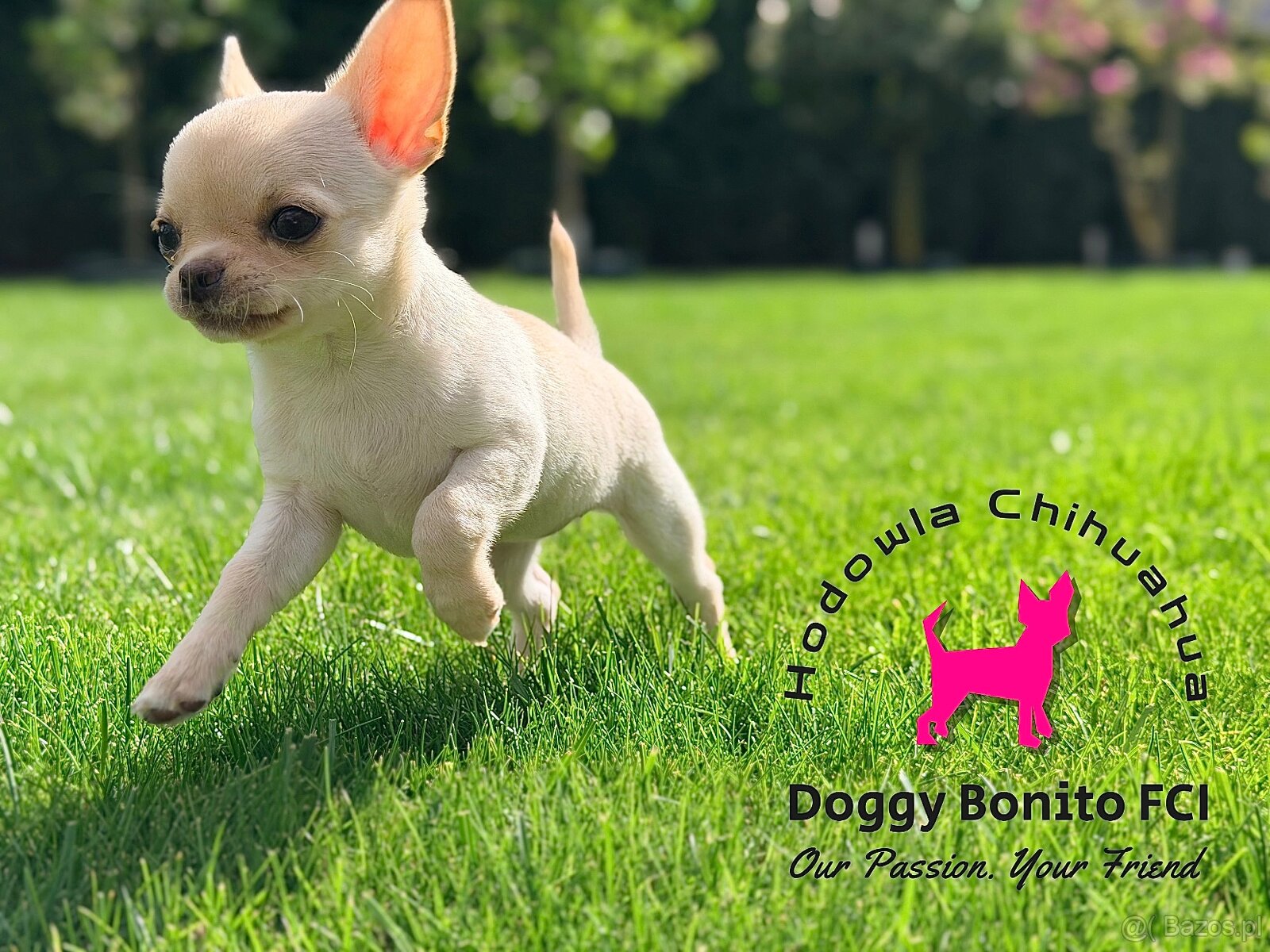 CHIHUAHUA, ZKwP FCI drobna dziewczynka krótkowłosa po Champi - 2