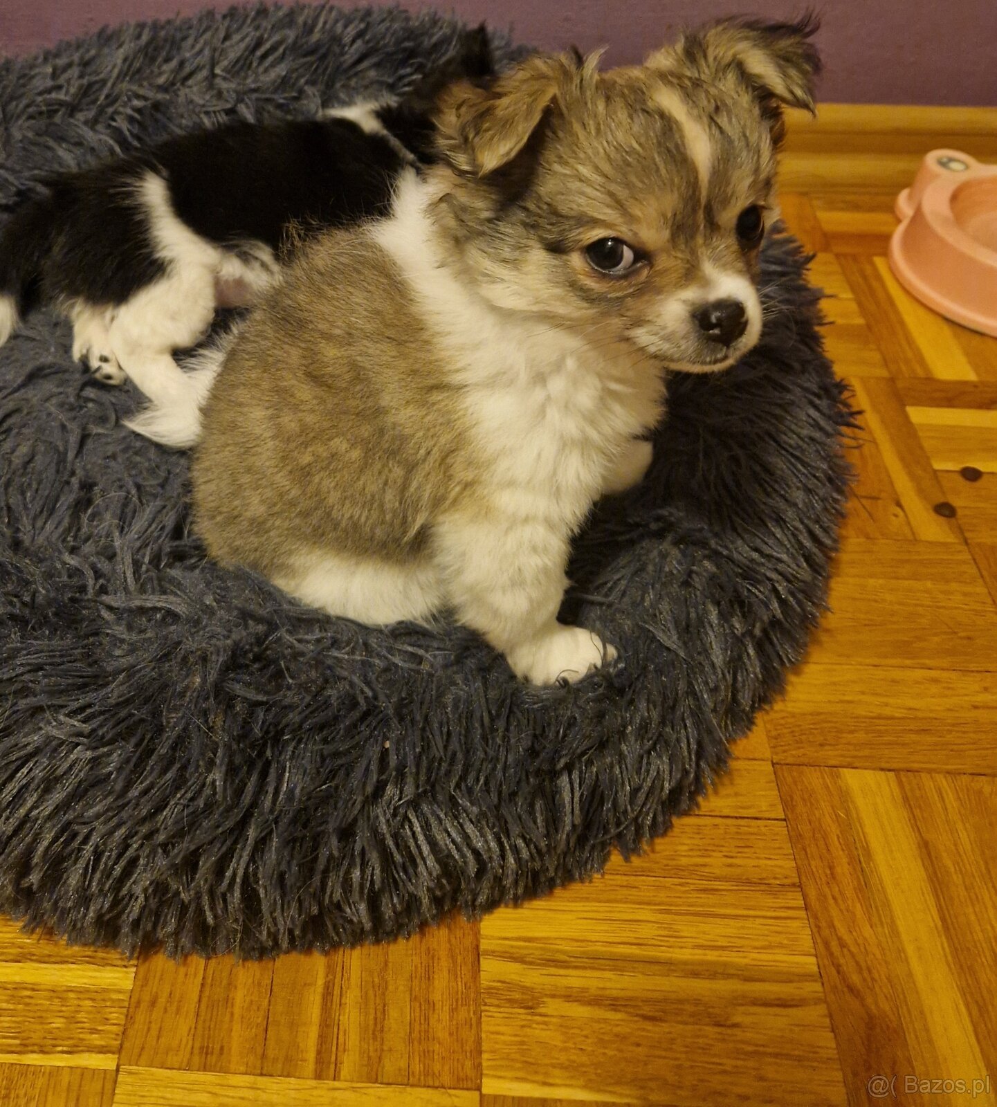 Sliczna suczka szuka domu - 2