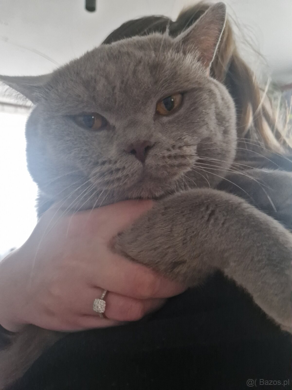 Kocur Brytyjski reproduktor ,Krycie - 2