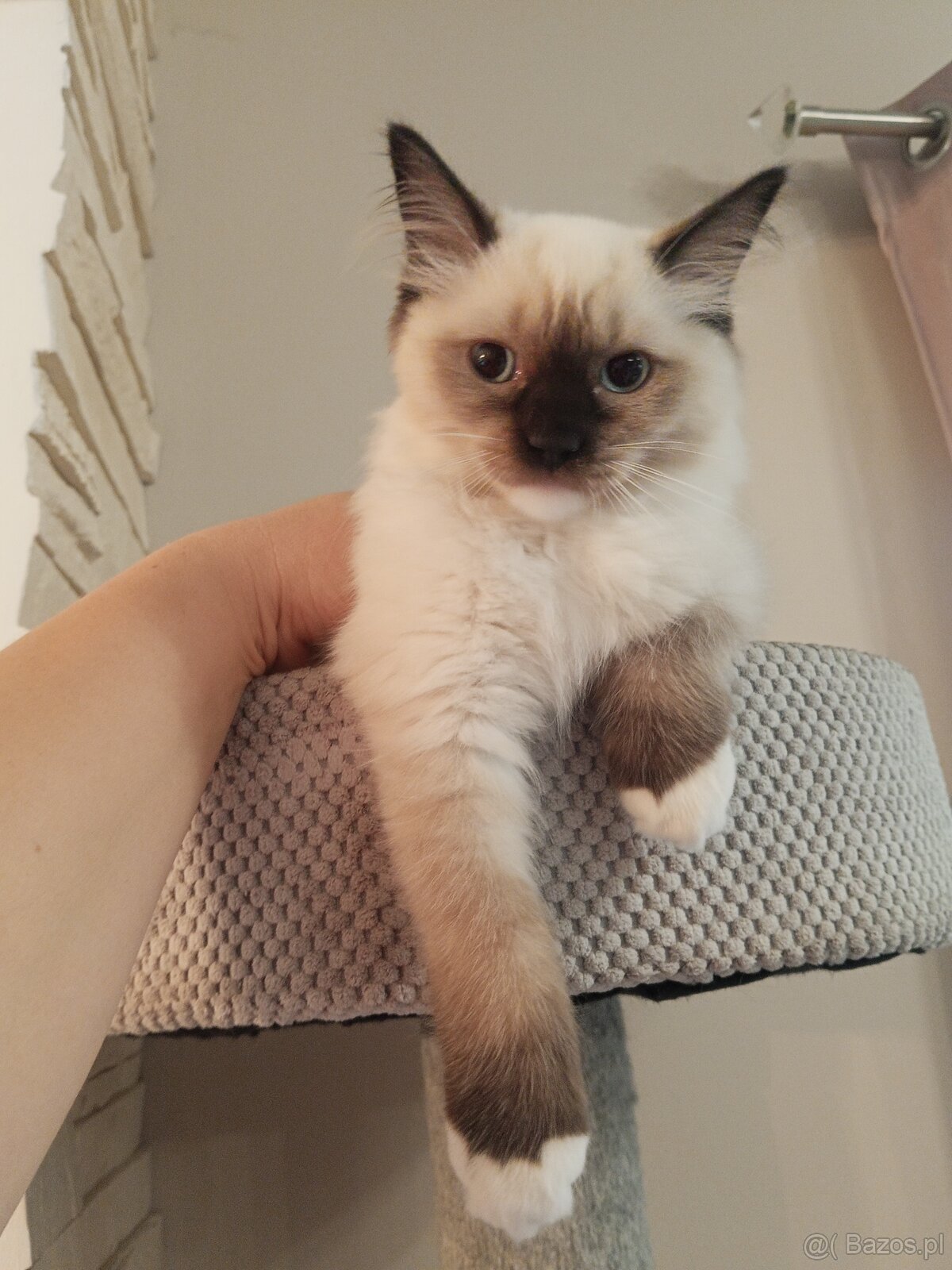 Kocurek Ragdoll LATTE FPL - 2