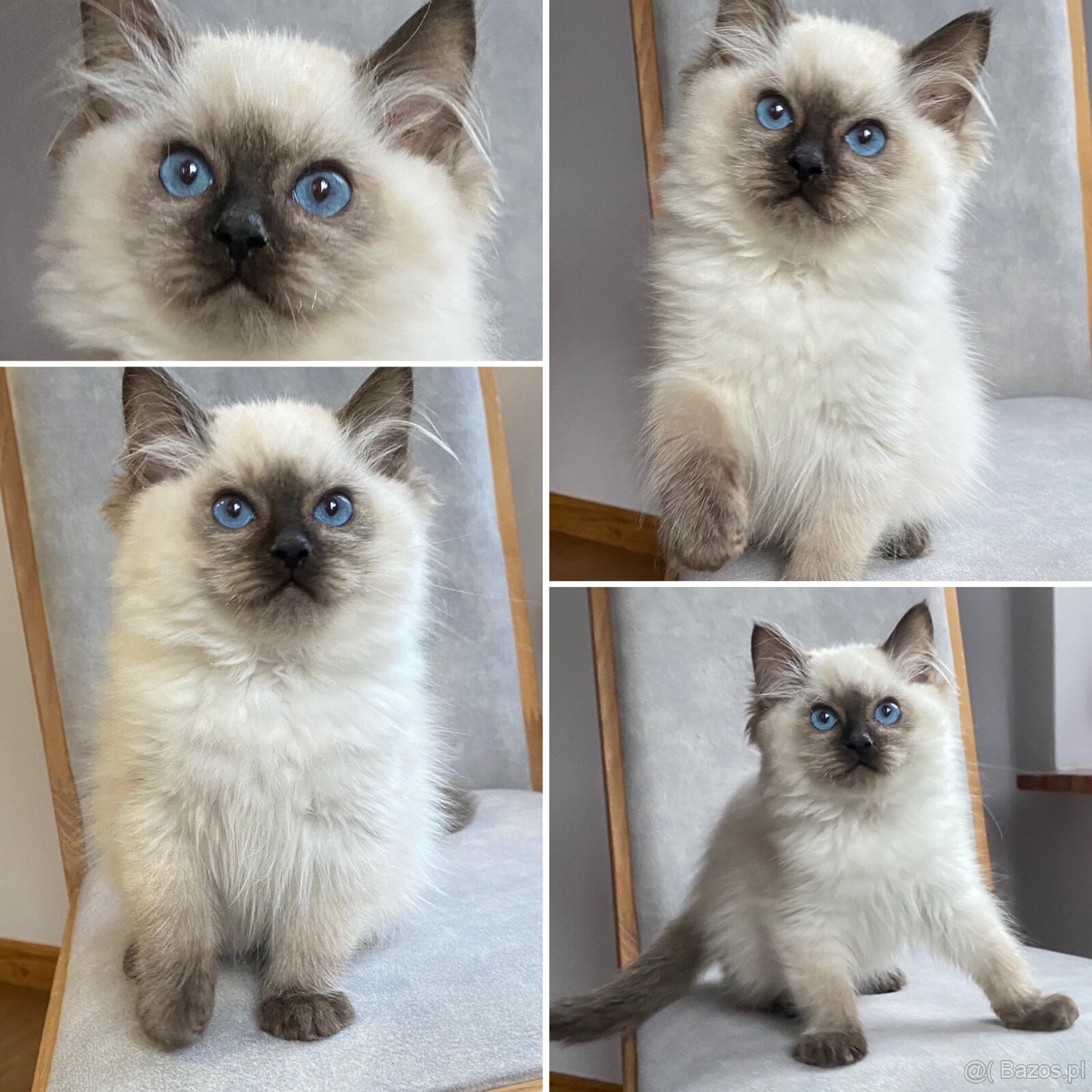 Kot Ragdoll z prawdziwym rodowodem FPL - 2