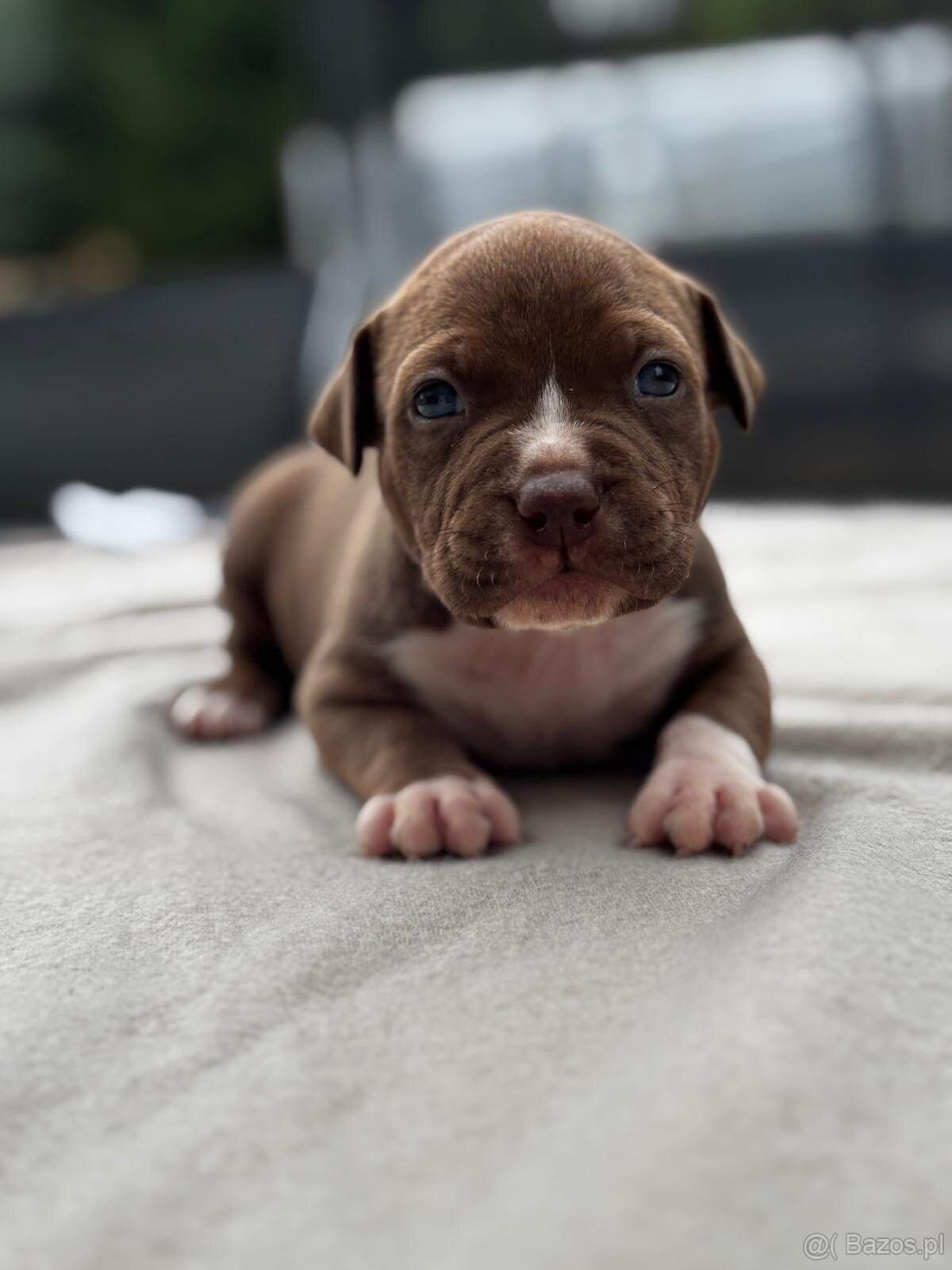 American Bully Pocket - 2