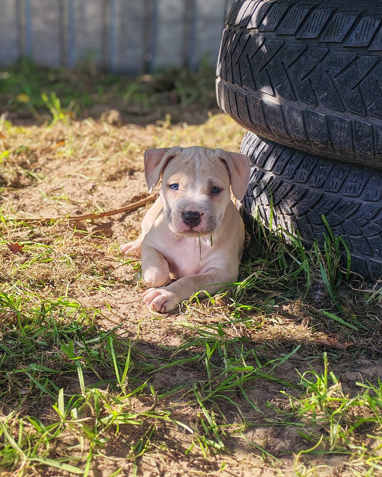 Szczenięta amstaff pieski i suczki - 2