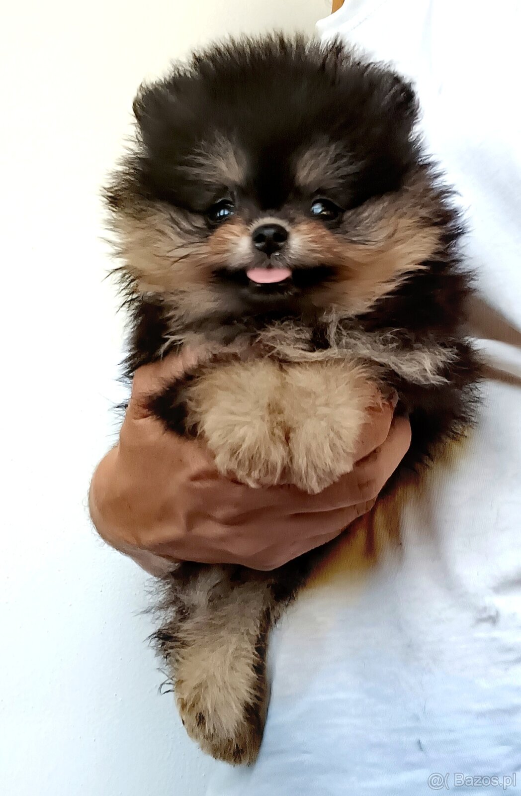Štěňátka pomeranian s PP FCI - 2
