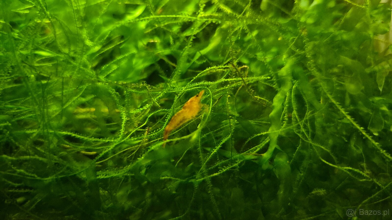 Gotowe krewetkarium z krewetkami, roślinkami i sprzętem. Akw - 2