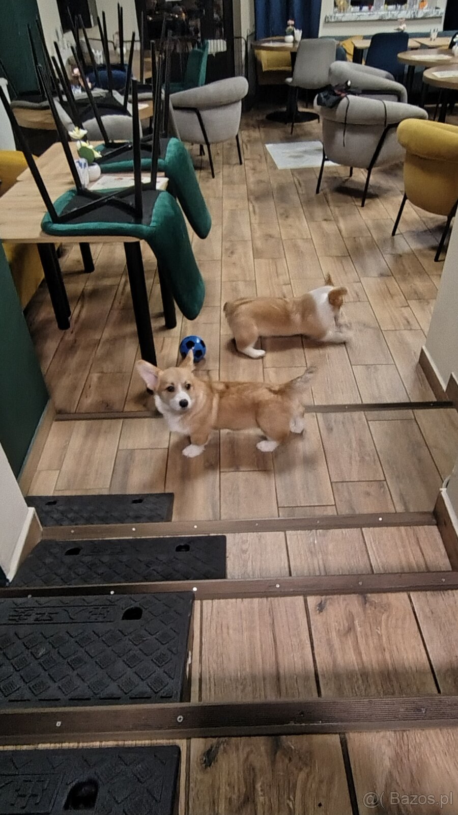 Welsh Corgi Pembroke FCI - 2