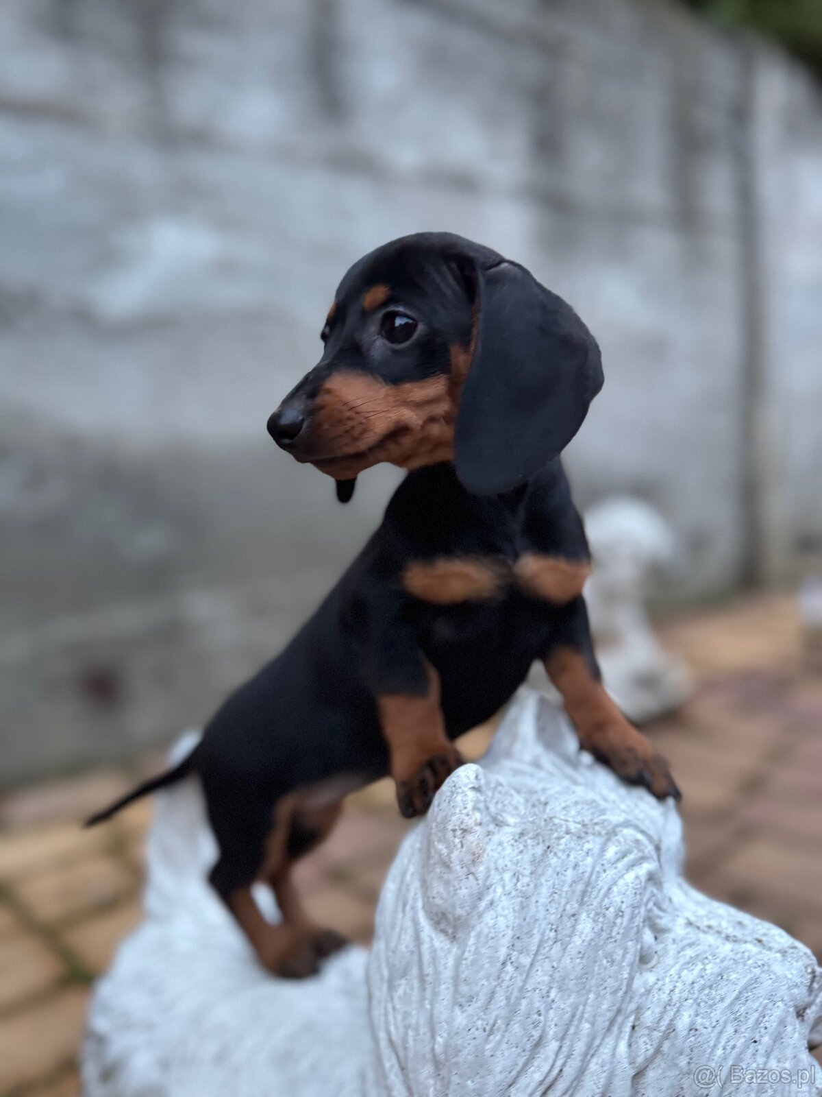 Piękna sunia jamnik miniaturowy standard z rodowodem - 2