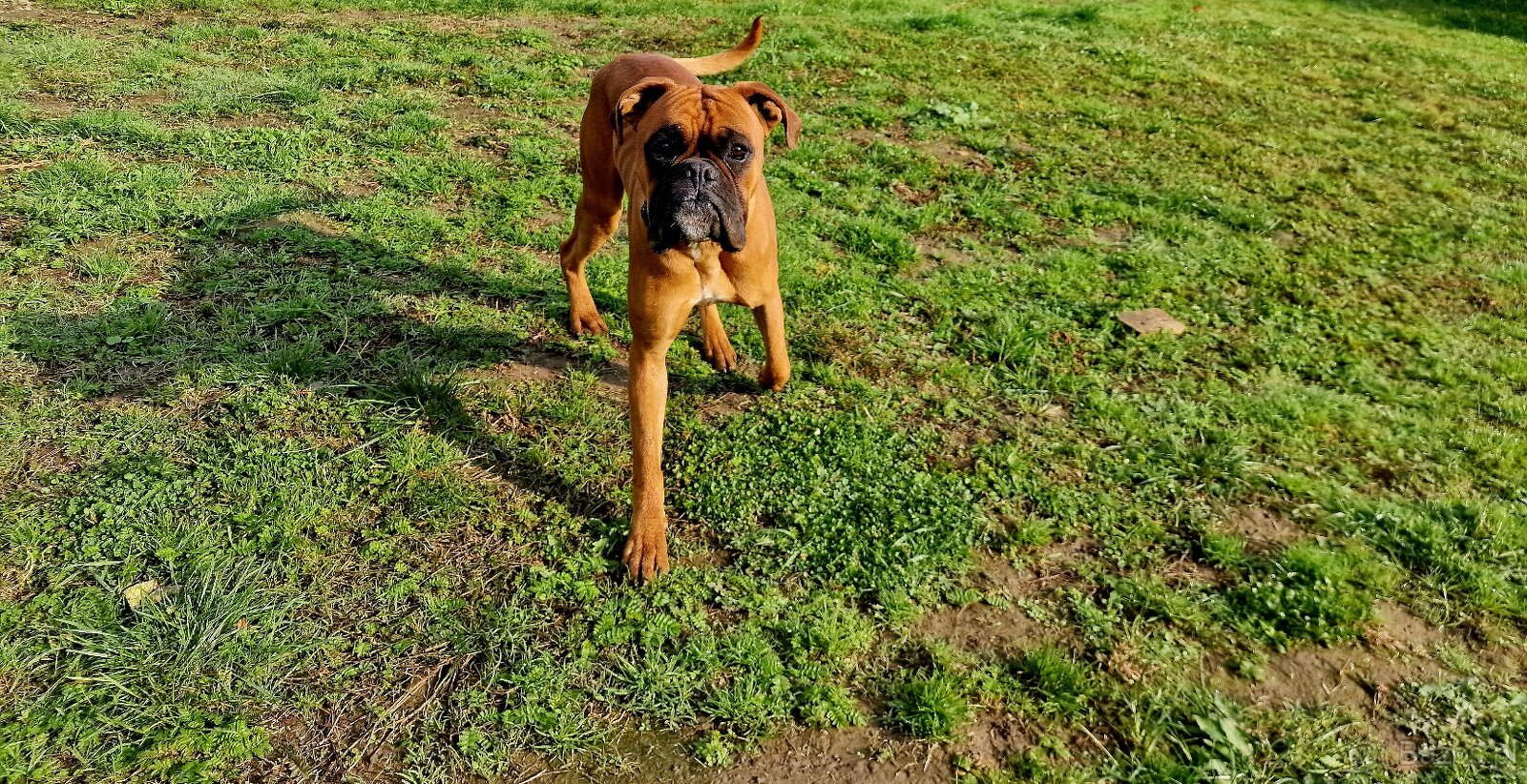 Roczny boxer uwielbia dzieci rasowy - 2