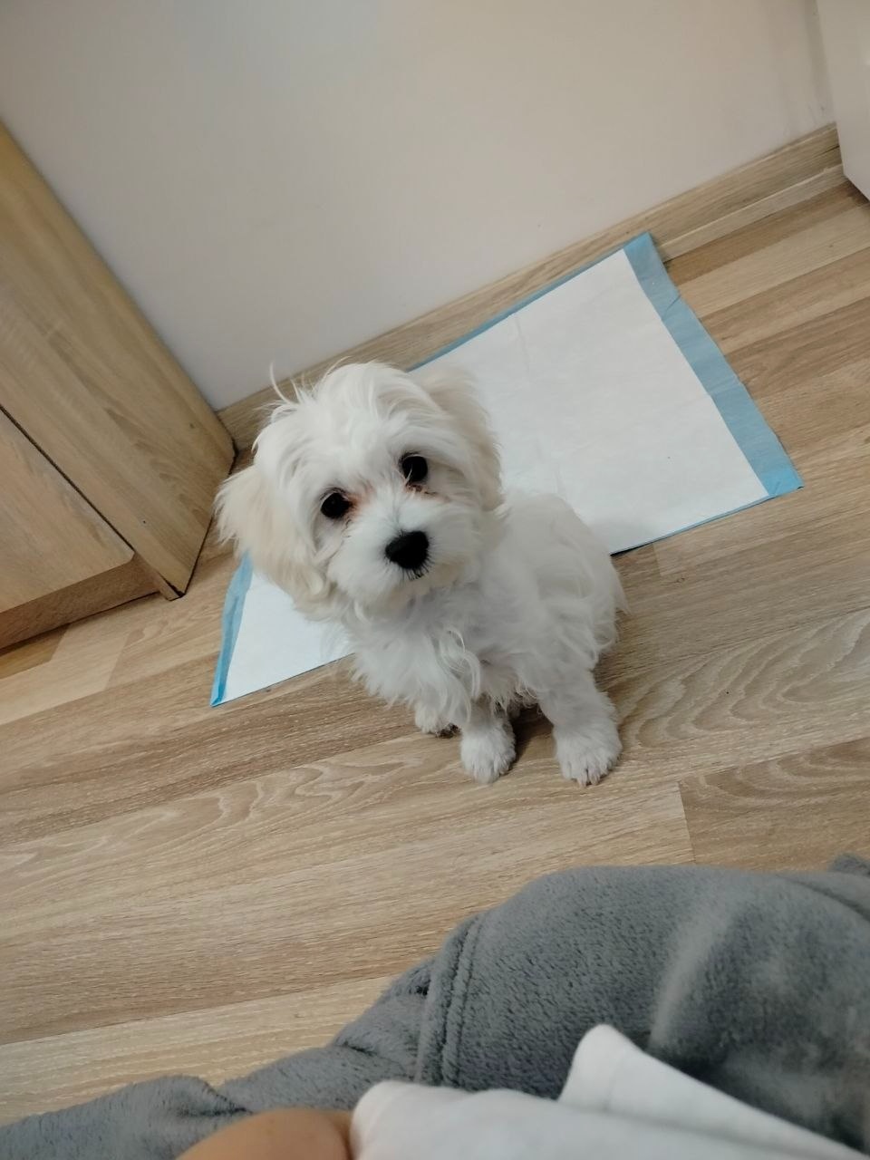 Szczeniak Maltańczyk na sprzedaż - 2