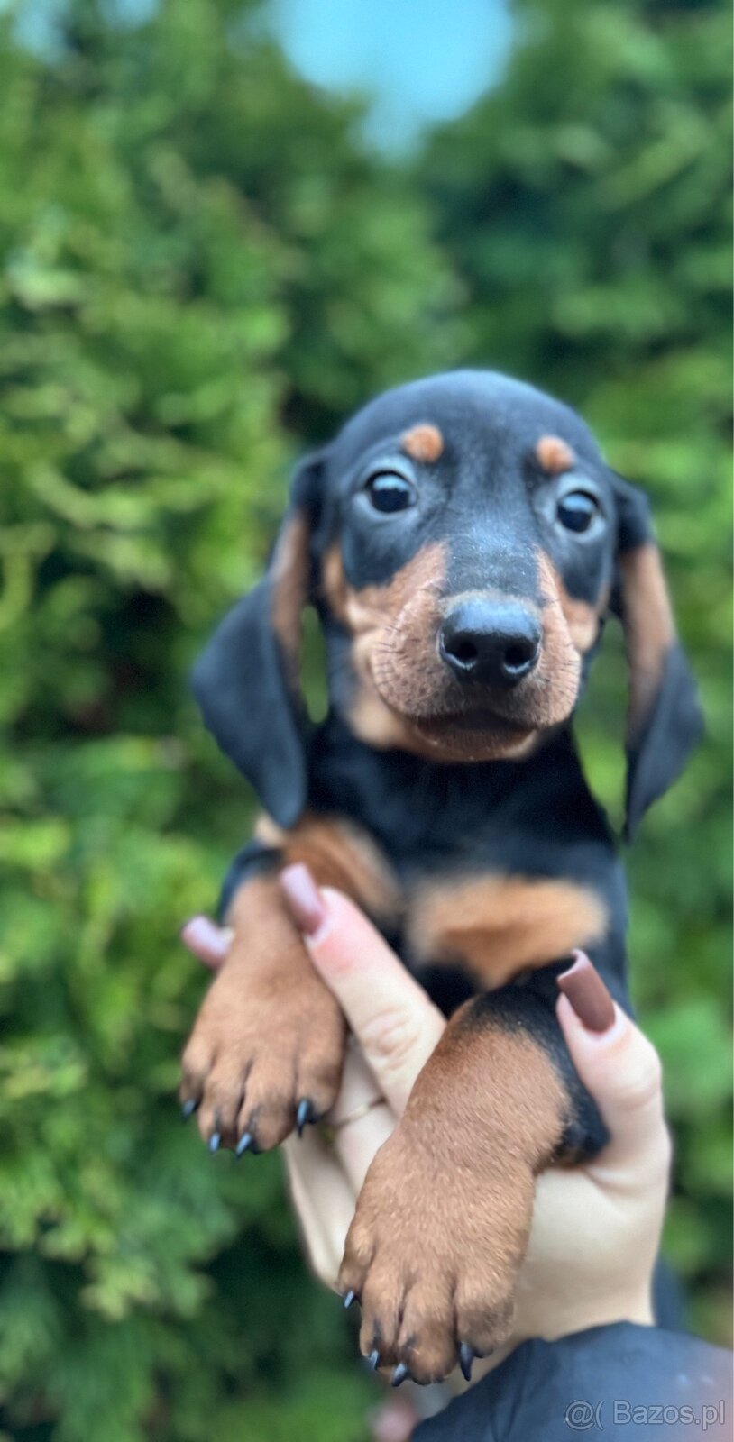 Piękny piesek jamnik standard z rodowodem - 2