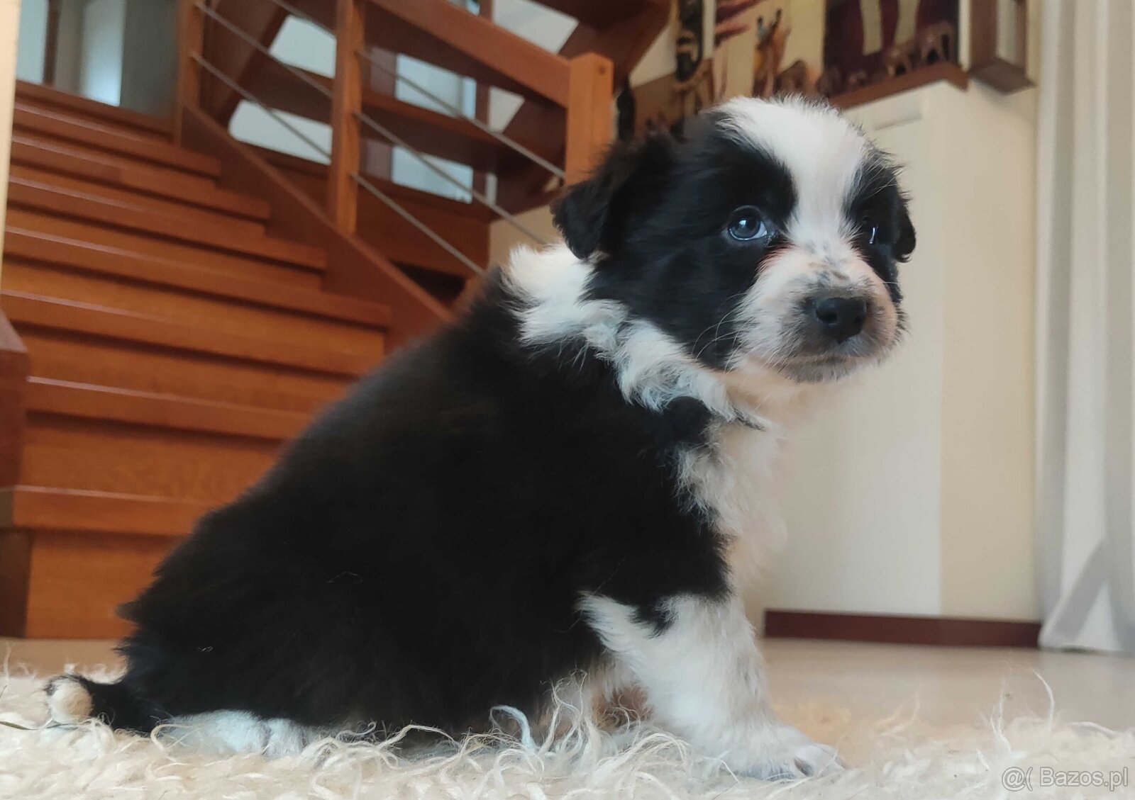 Rasowa suczka BORDER COLLIE z Hodowli - pełną dok. przebadan - 2