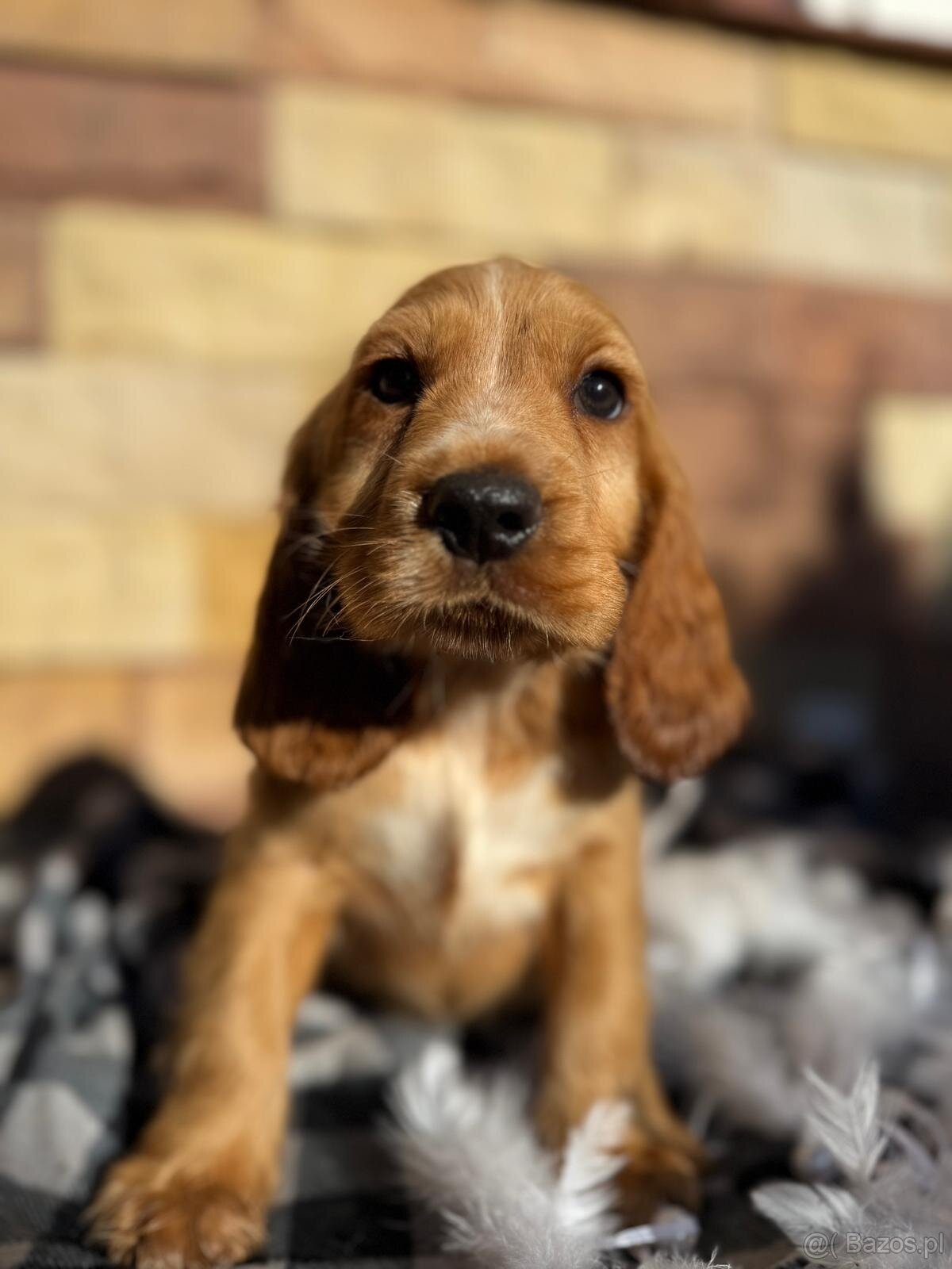 Śliczny piesek Cocker Spaniel Angielski złoty rodowód - 2