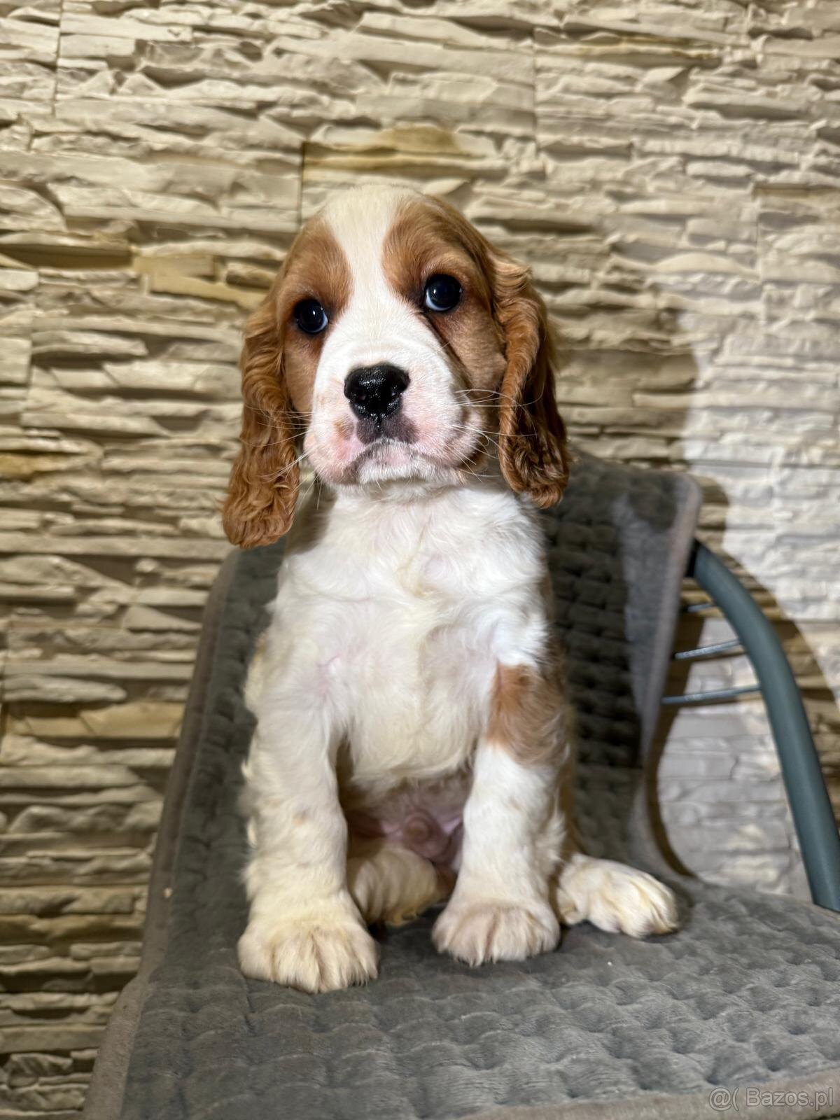 Cudny piesek Cocker Spaniel Angielski z rodowodem - 2