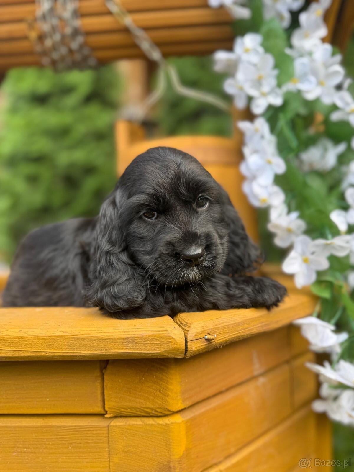 Piękna czarna sunia Cocker Spaniel Angielski z rodowodem - 2