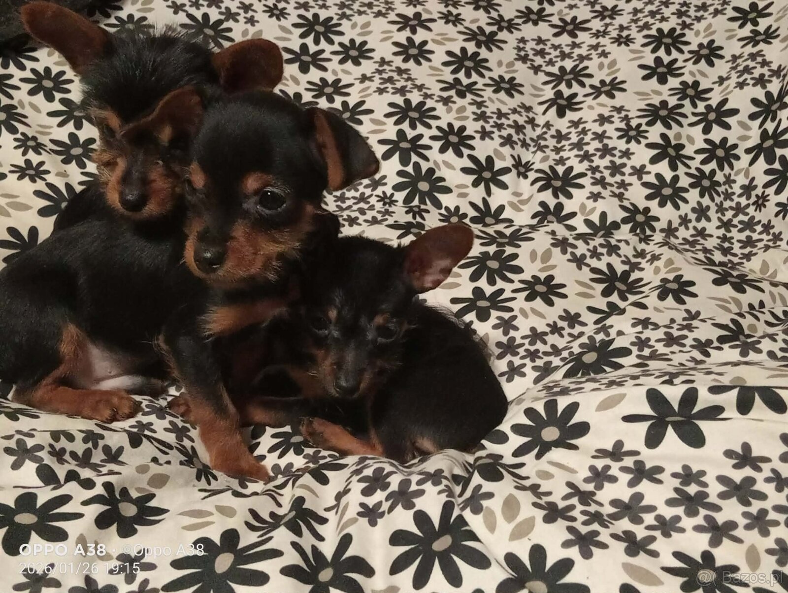 Szczeniaki rathlerka - 2