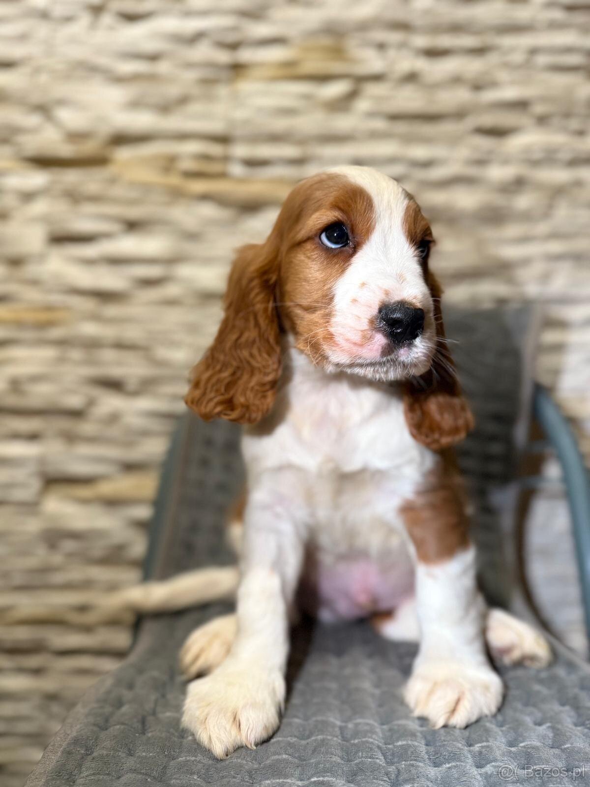 Wyjątkowy piesek Cocker Spaniel Angielski z rodowodem - 2