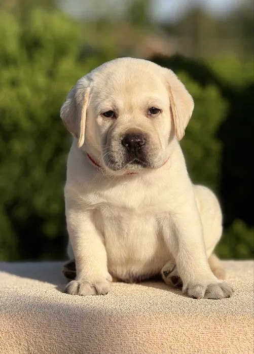 Niesamowite szczenięta labradora - 2