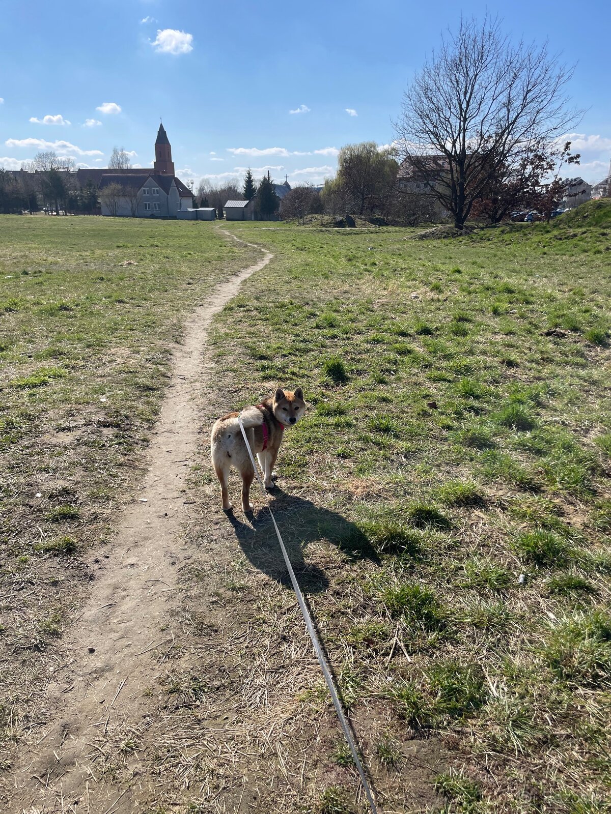 Suczka Rasy Shiba Inu - 2